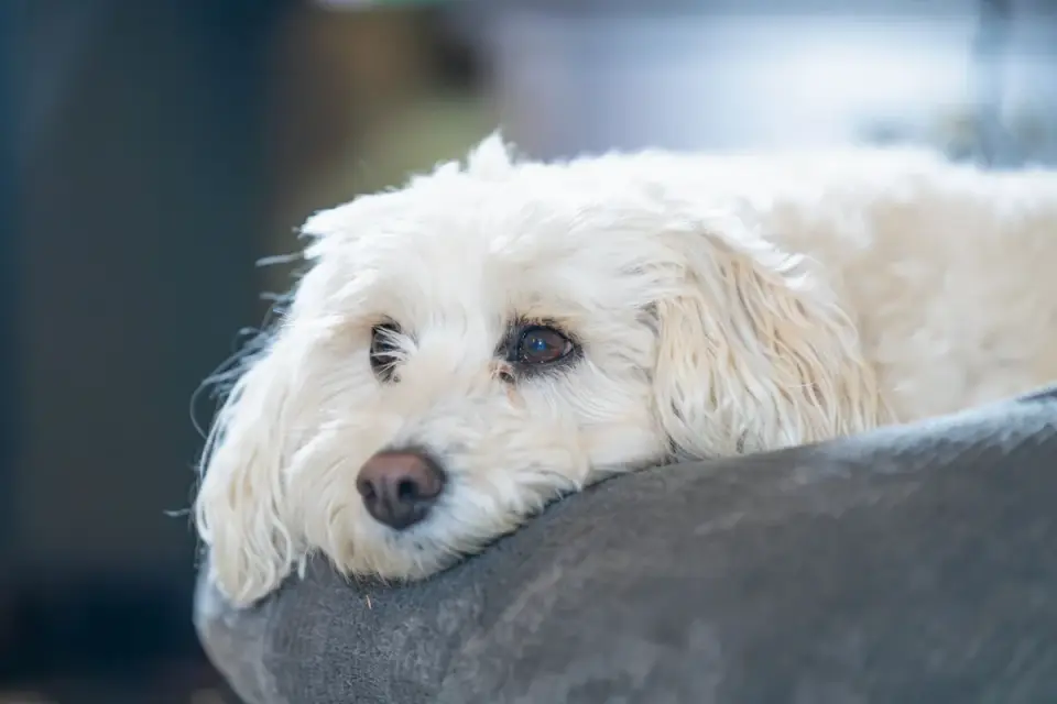 Dog waiting indoors