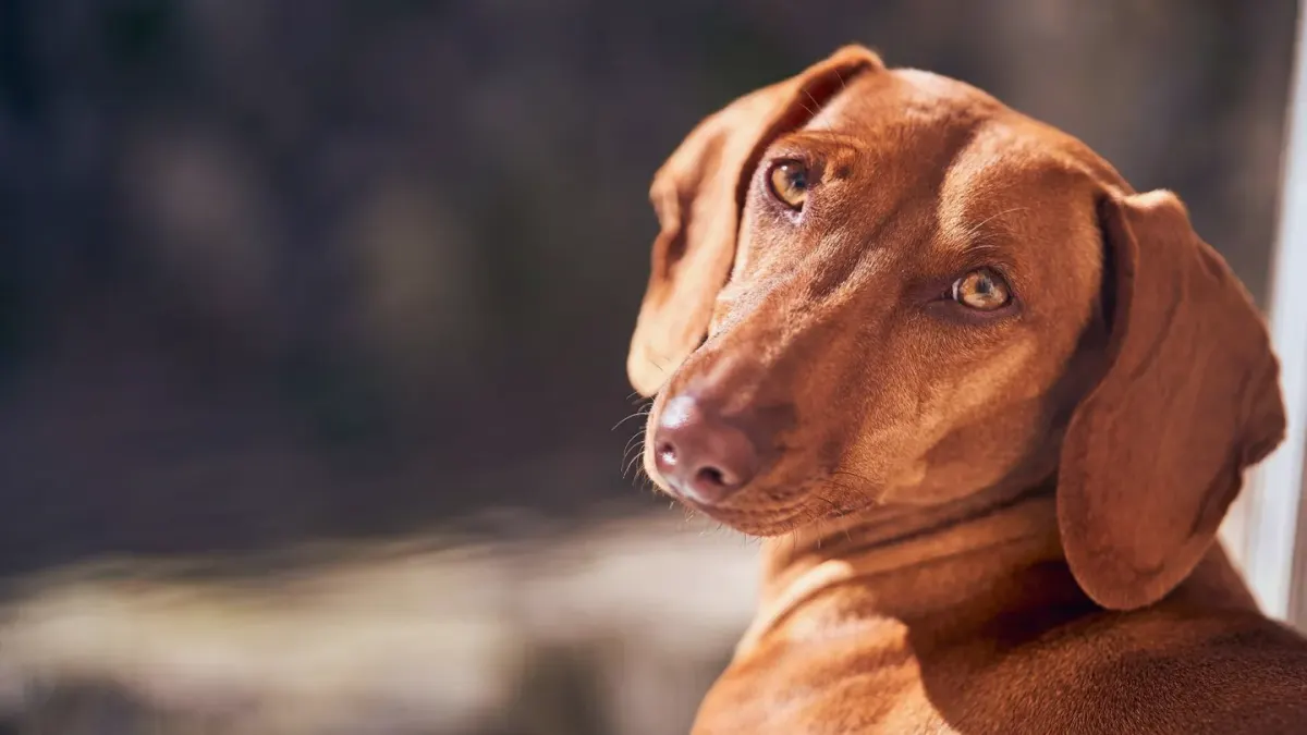 Dog waiting indoors