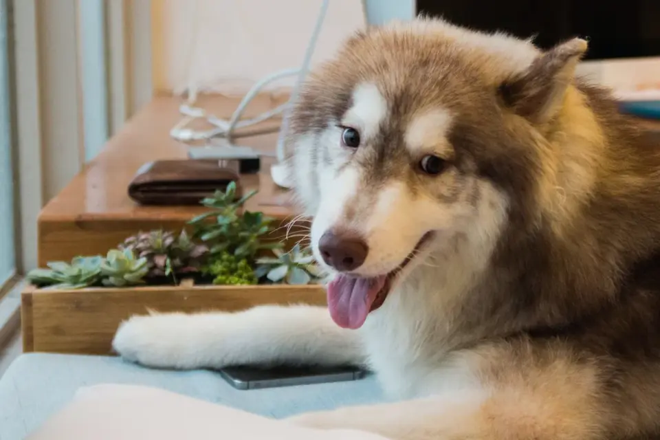 Dog waiting indoors