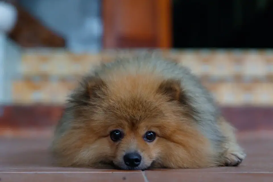 Dog waiting indoors