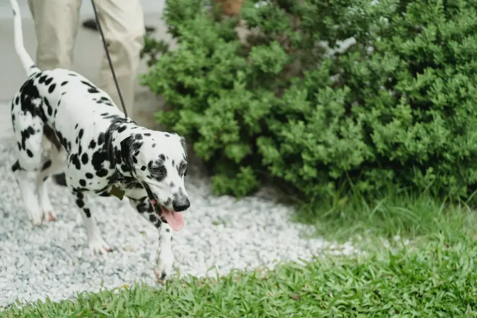 Dog walking calmly into an open travel carrier during at-home practice