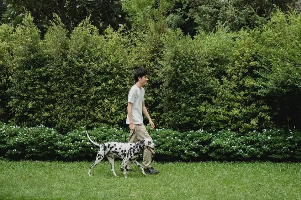 Dog walking outdoors