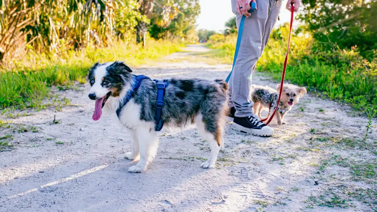 Dog walking outdoors