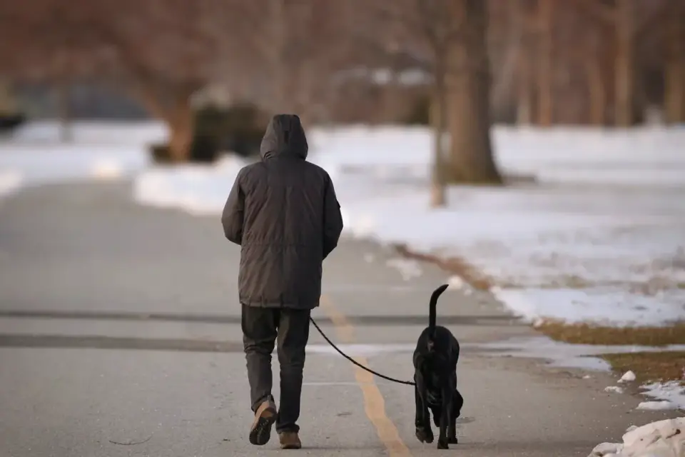 Dog walking outdoors
