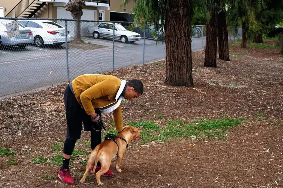 Dog walking outdoors