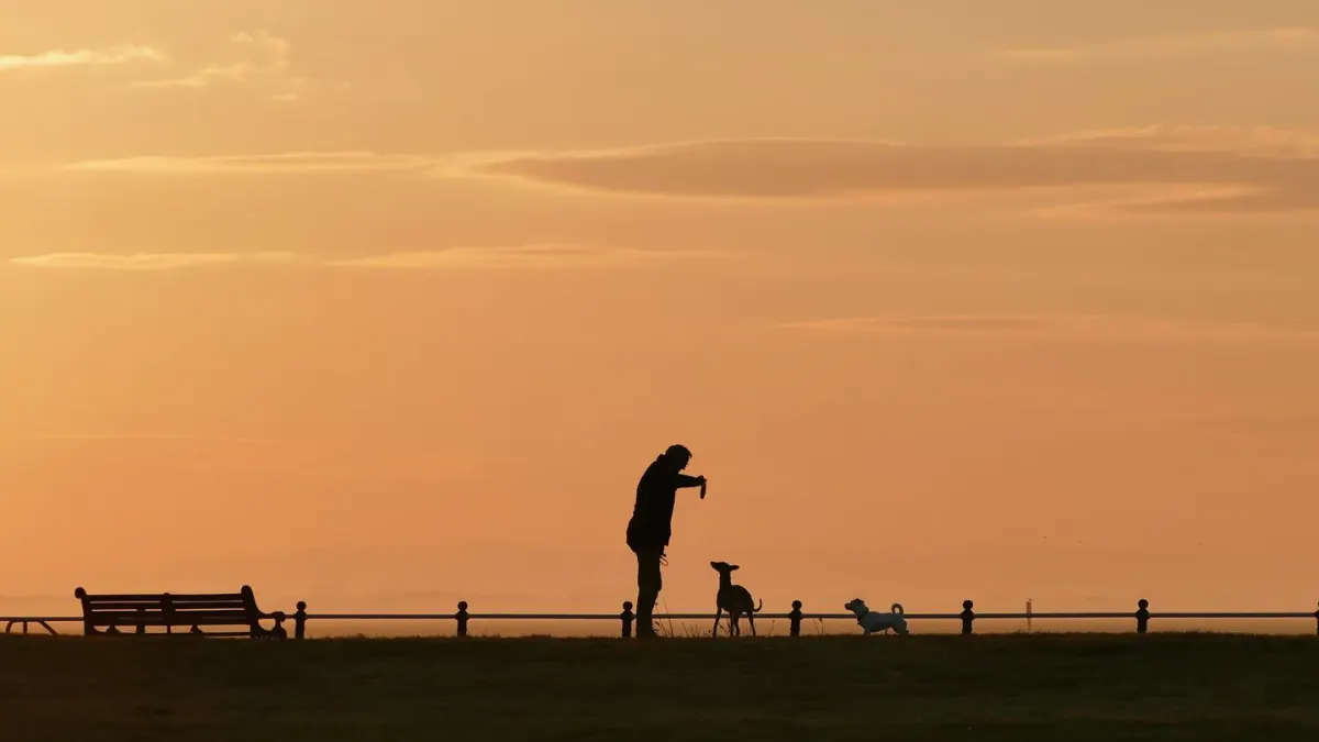 Dog walking outdoors owner