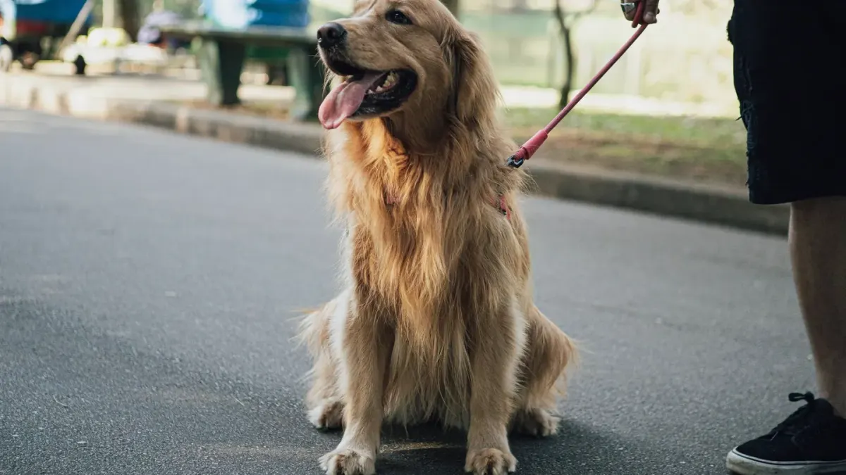 Dog walking outdoors owner