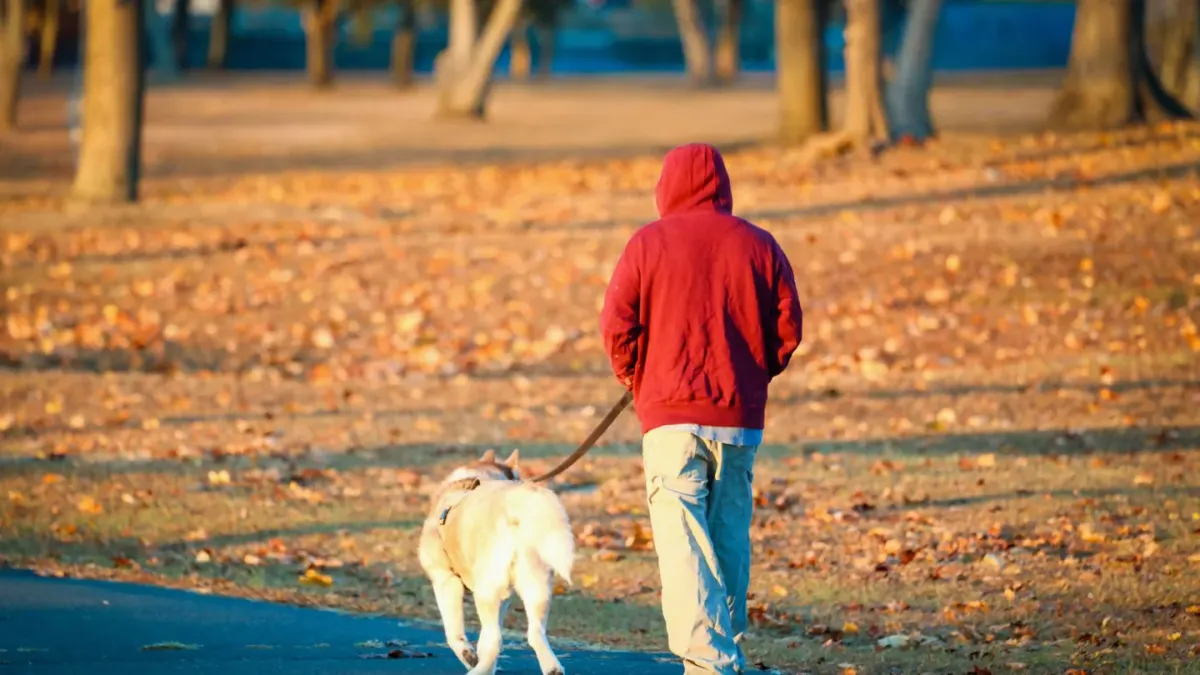 Dog walking outdoors