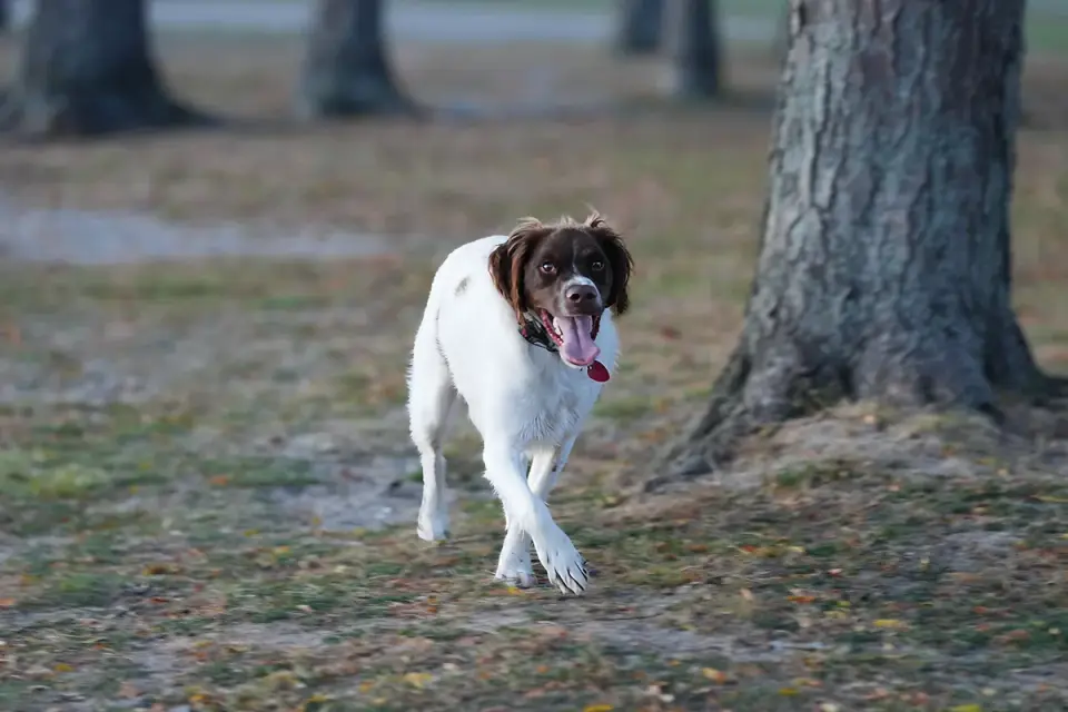 Dog walking outdoors
