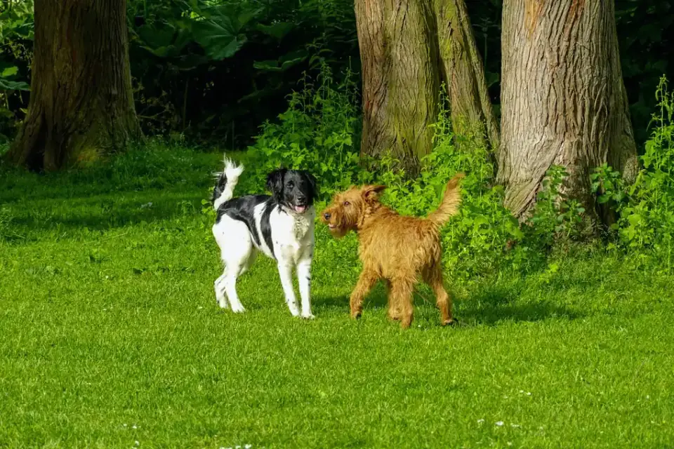 Dog walking outdoors