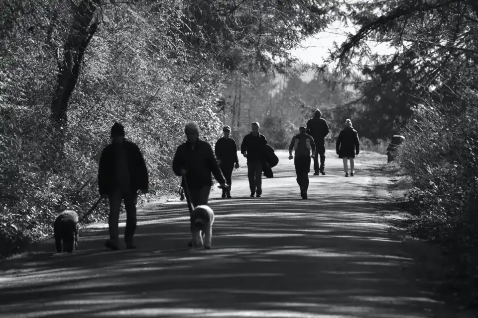 Dog walking outdoors