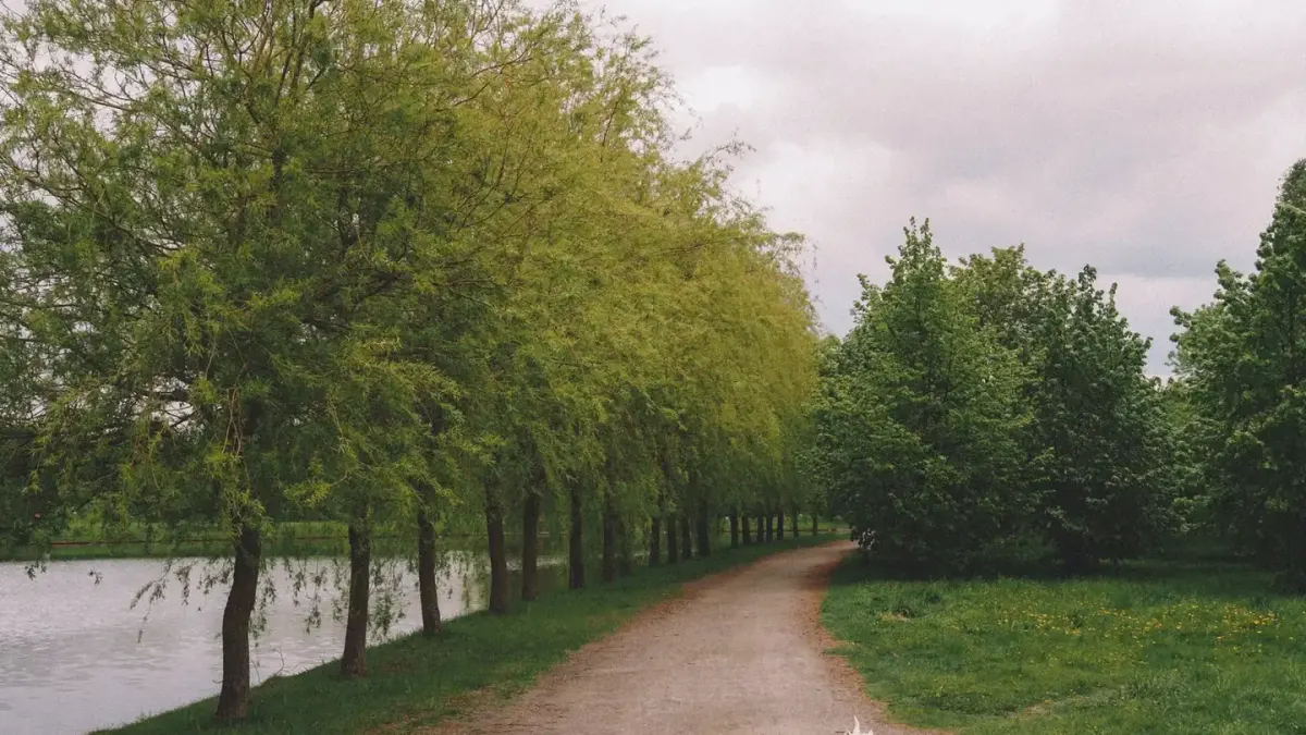 Dog walking outdoors
