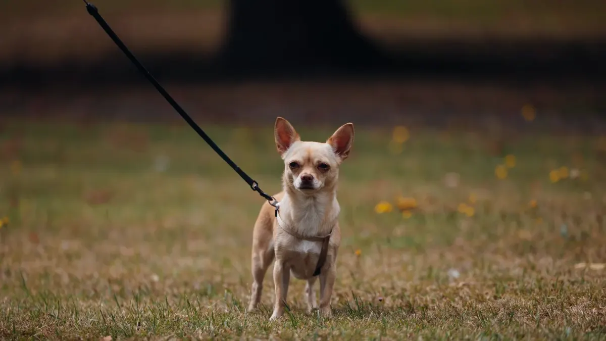 Dog walking outdoors