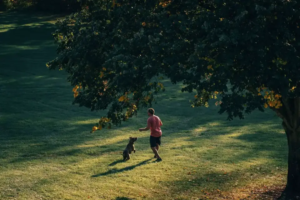Dog walking outdoors