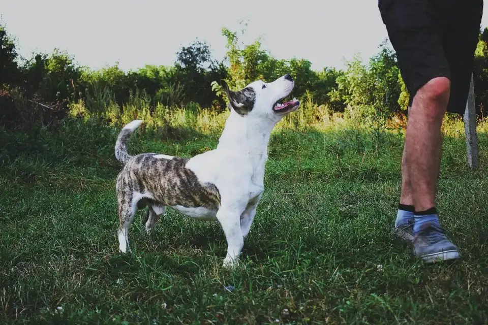 Dog walking with an owner