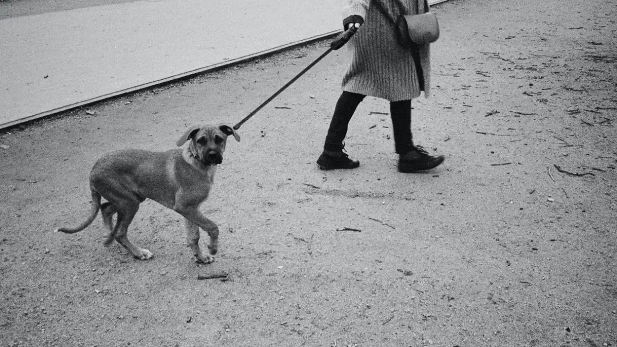 Dog walking with an owner