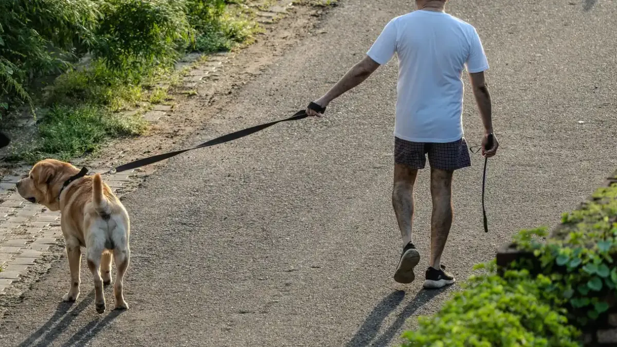 Dog walking with an owner