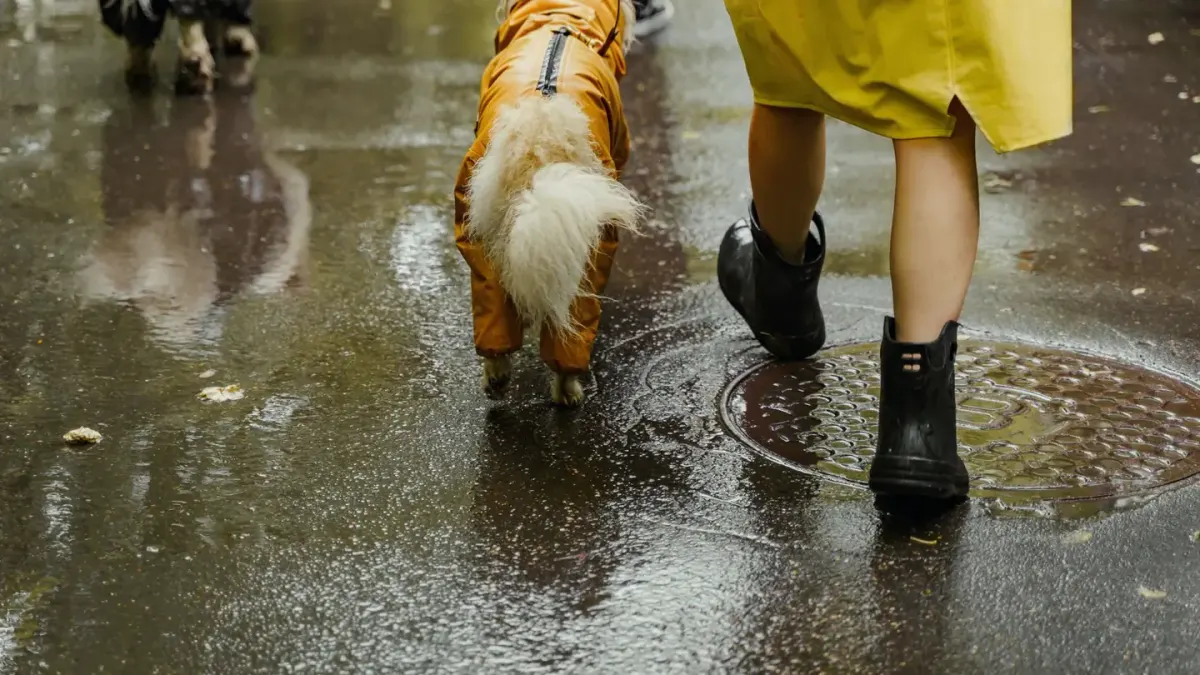 Dog walking with an owner
