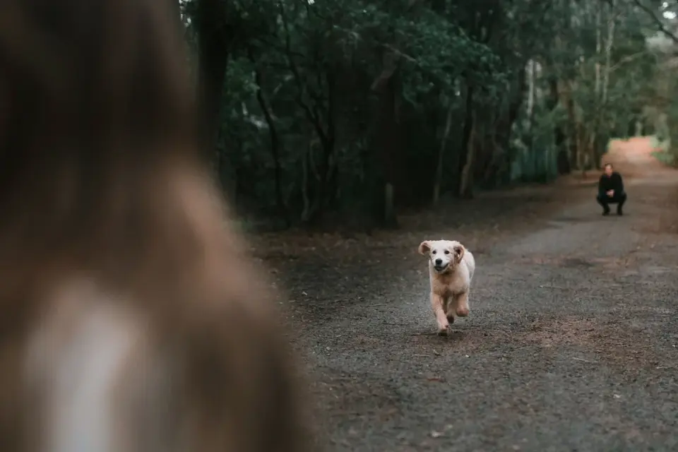 Dog walking with an owner