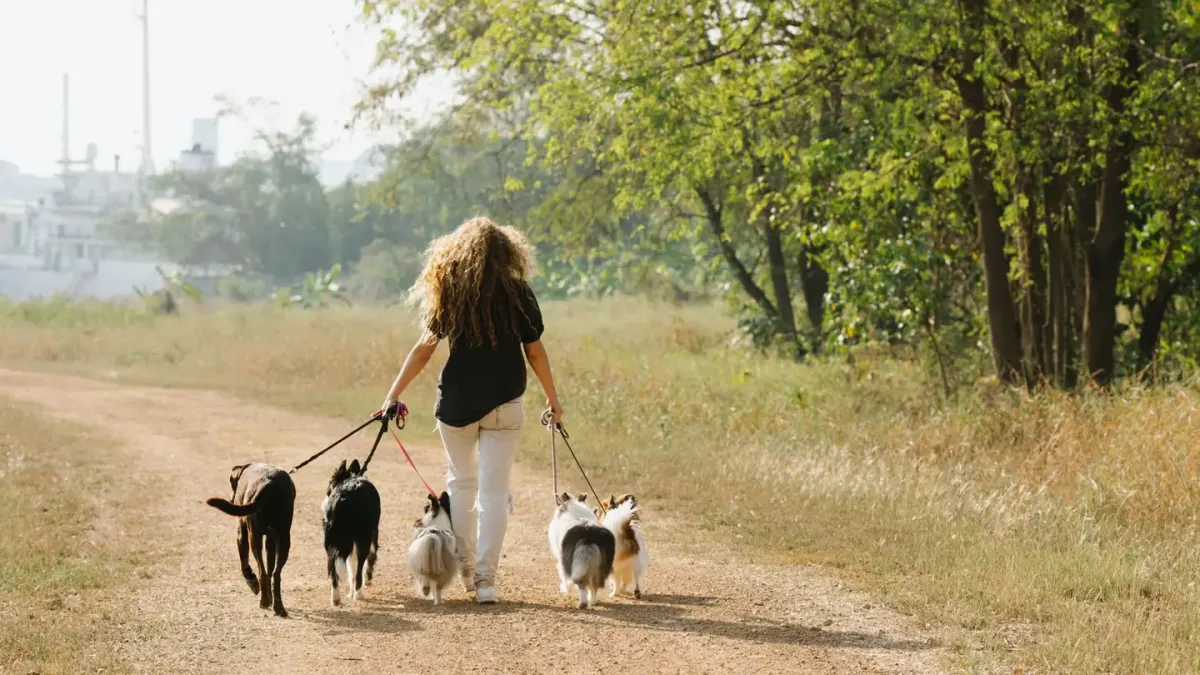 Dog walking with an owner