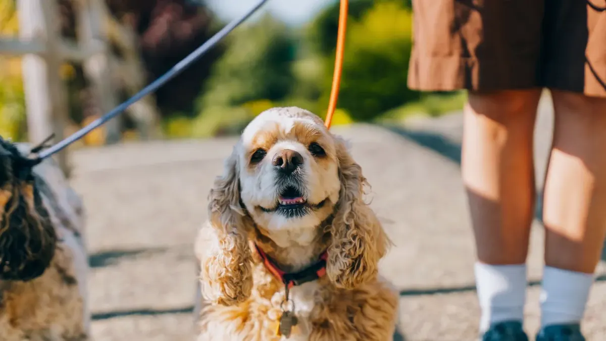 Dog walking with an owner