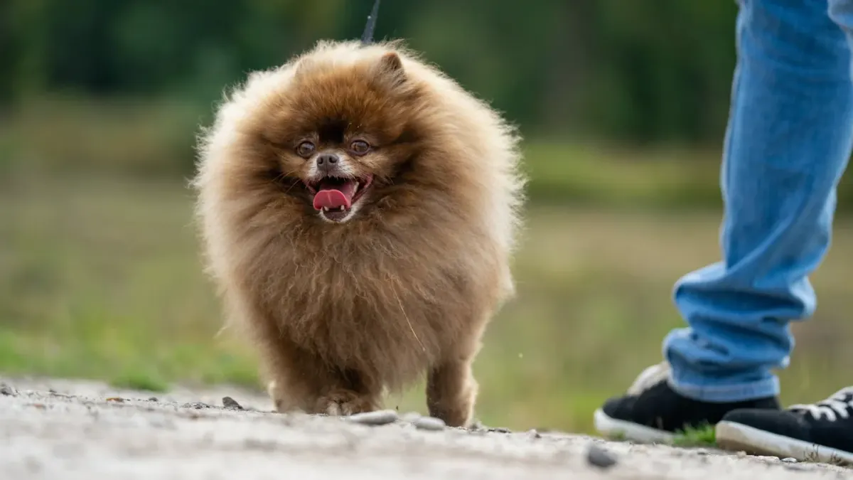 Dog walking with an owner