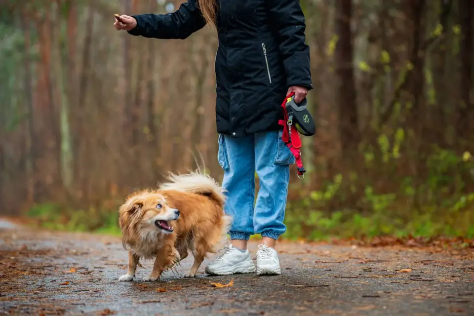 Dog walking with an owner