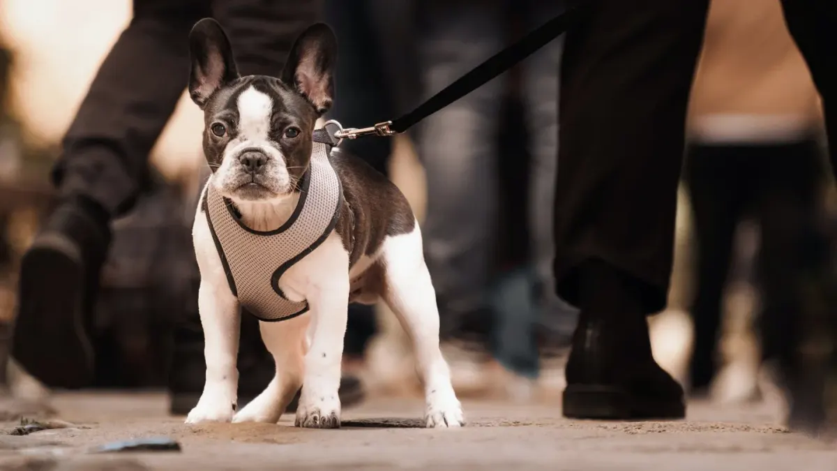 Dog walking with an owner