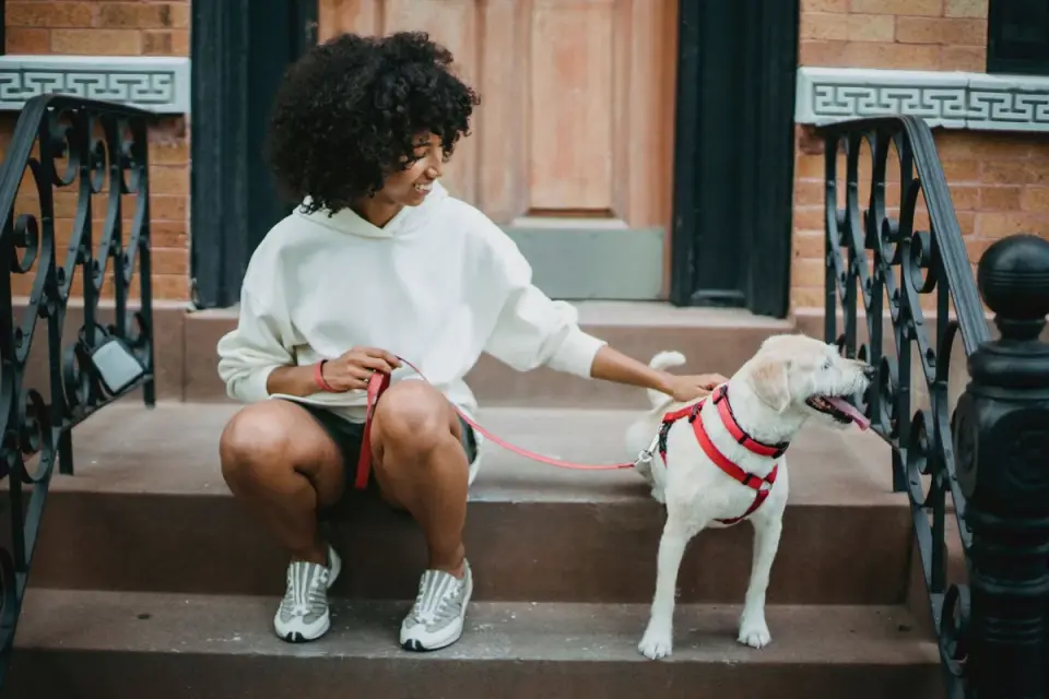 Dog walking with an owner