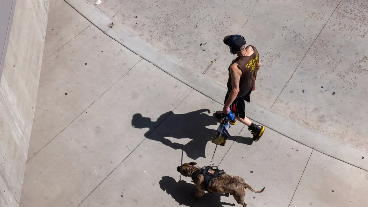 Dog walking with an owner