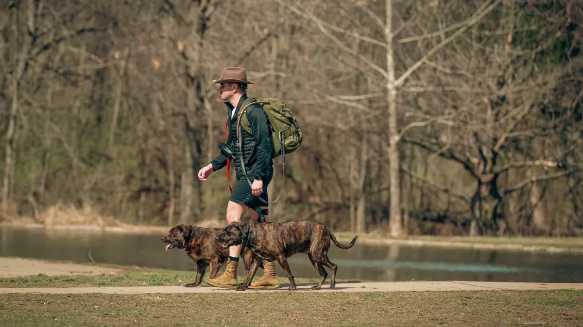 Dog walking with an owner