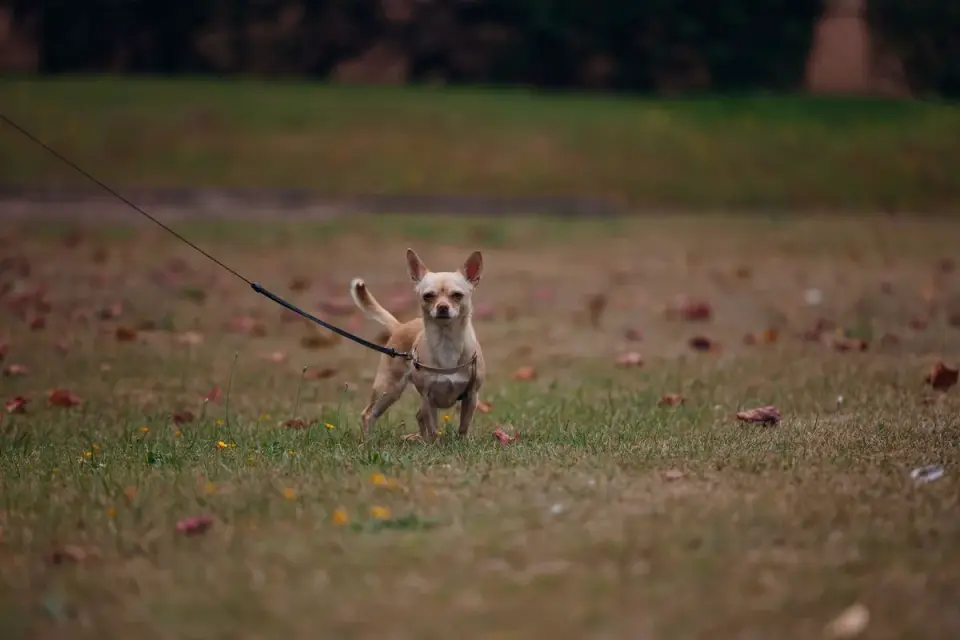 Dog walking with an owner