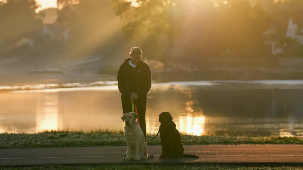 Dog walking with an owner