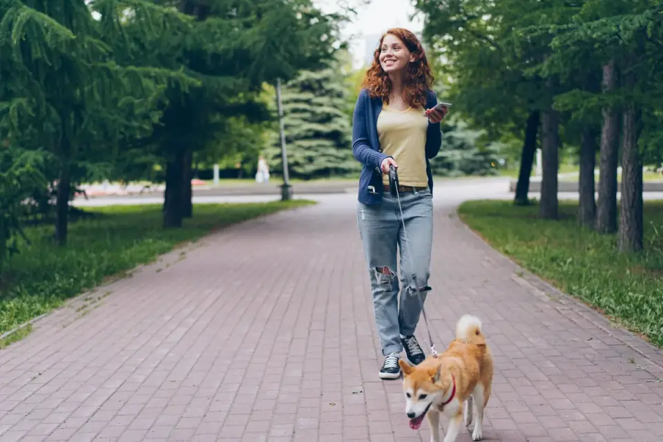 Dog walking with an owner