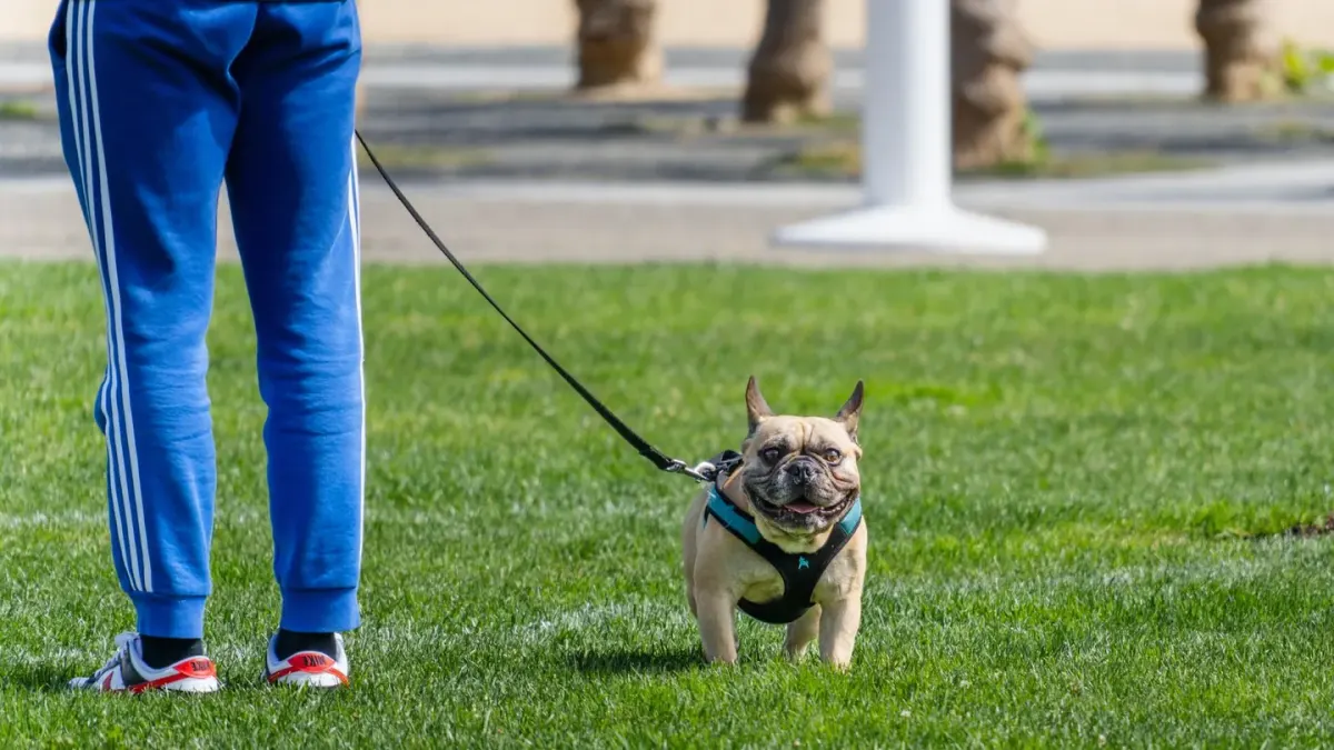 Dog walking with an owner
