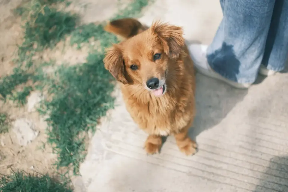 Dog walking with an owner