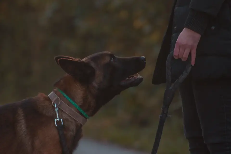 Dog walking with owner outdoors
