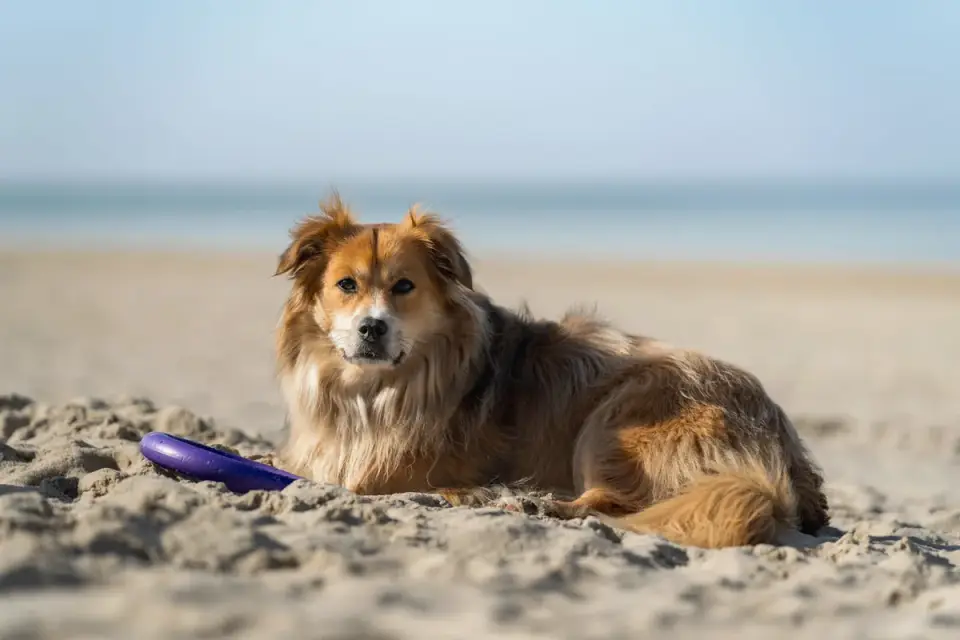 Dog with a rubber toy