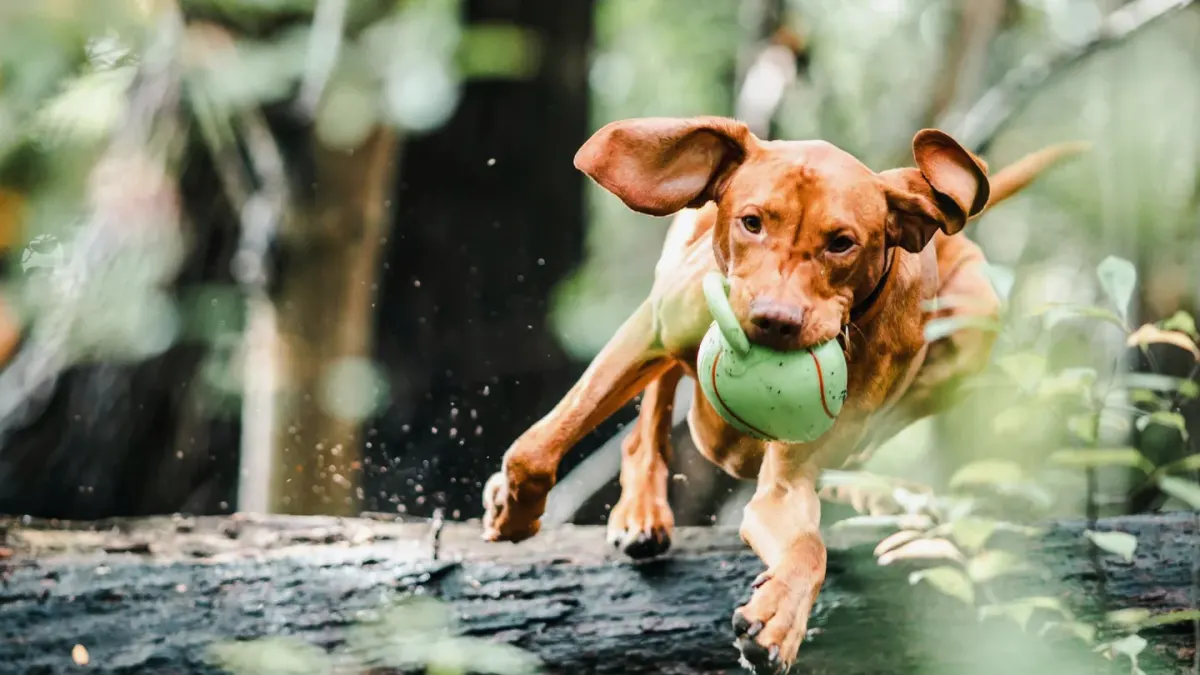 Dog with a rubber toy