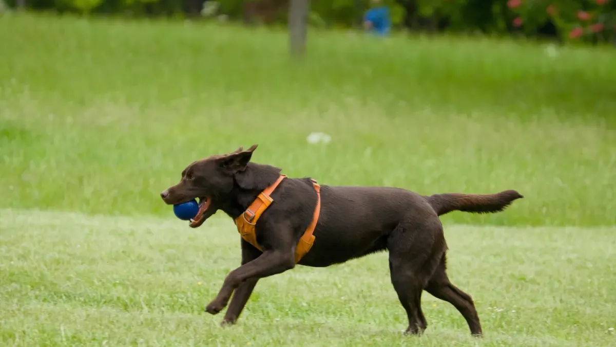 Dog with a rubber toy
