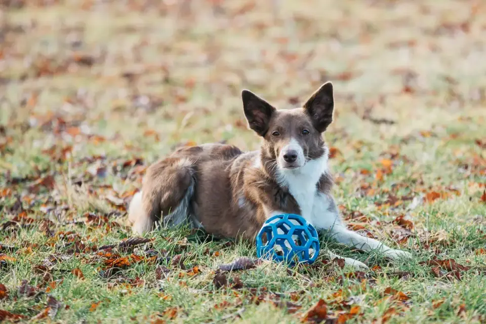 Dog with a rubber toy