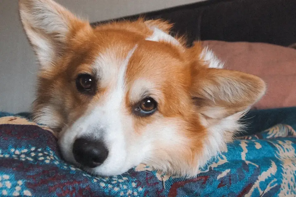 Dog with an owner at home