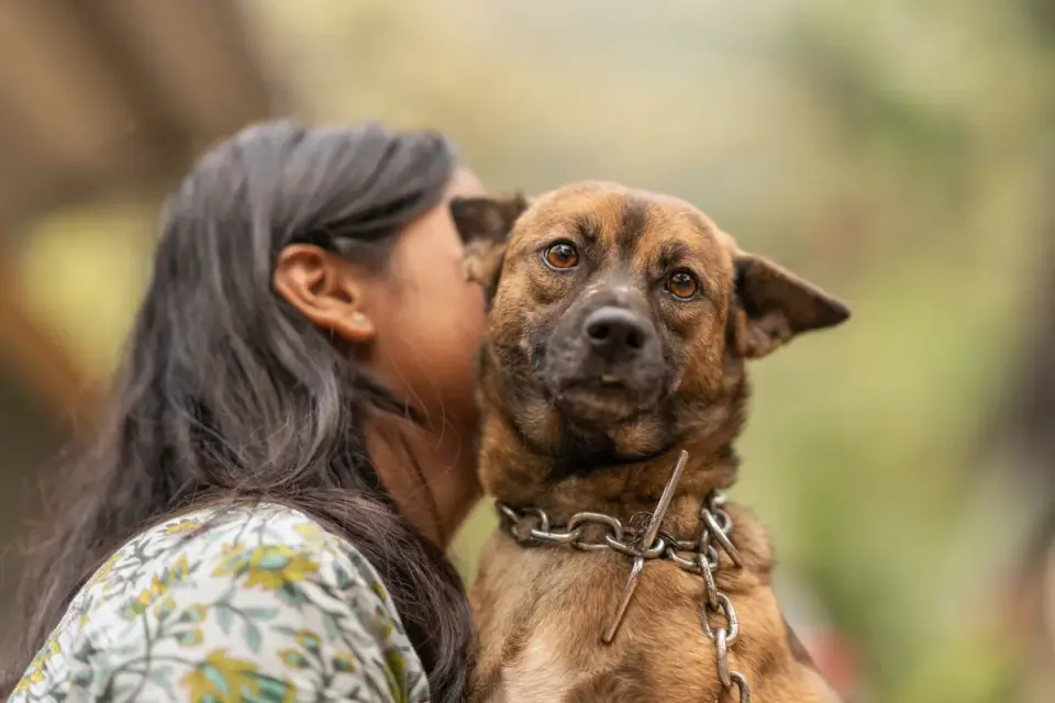Dog with an owner at home
