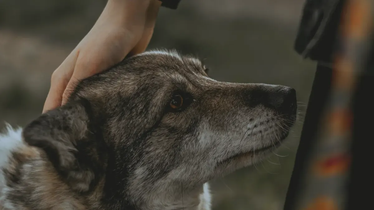 Dog with an owner at home