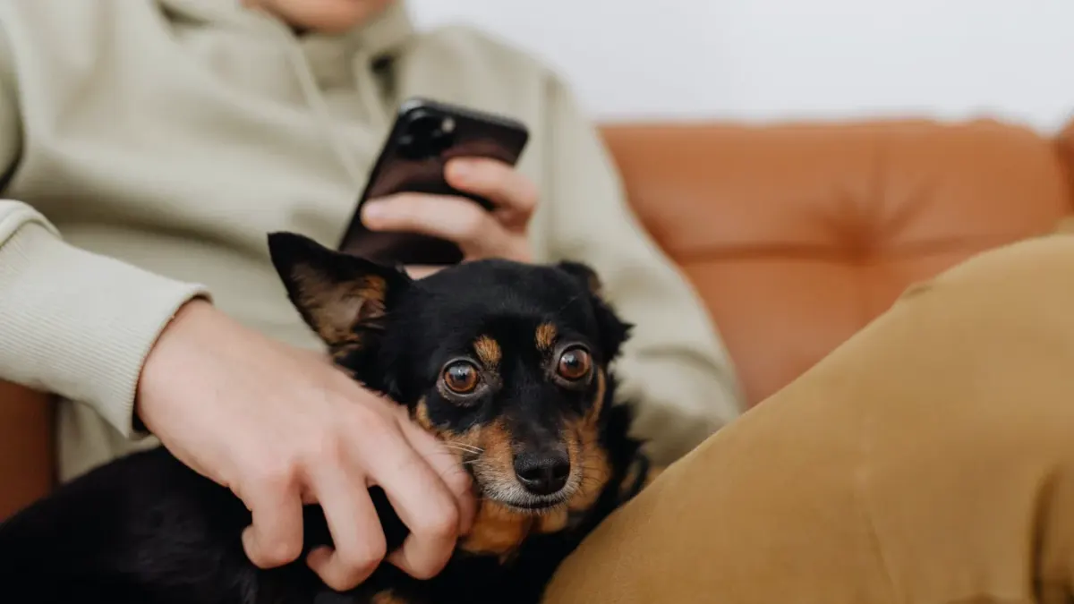 Dog with an owner at home