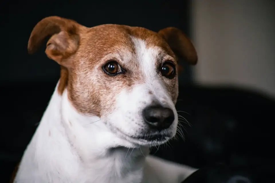 Dog with an owner at home