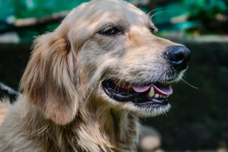 Dog with an owner at home