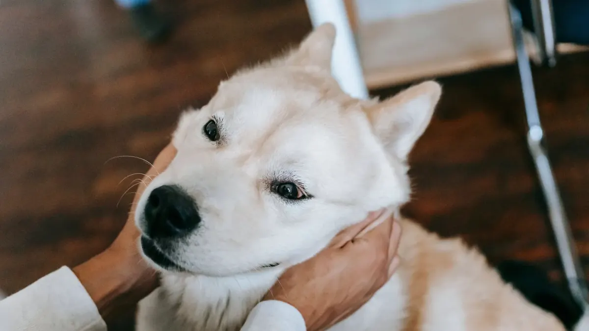 Dog with an owner at home
