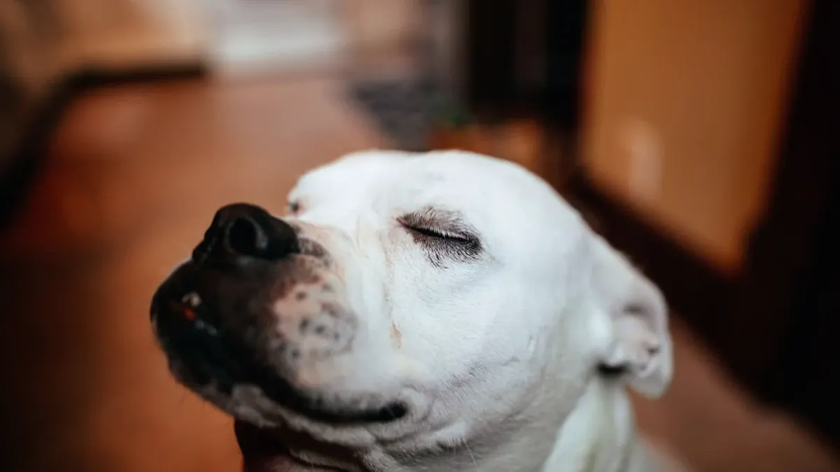 Dog with eyes closed