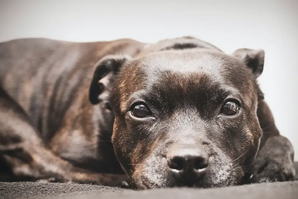 Dog with eyes closed